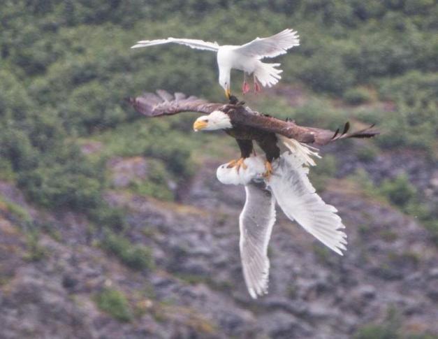 Flying ang preying Bolded Eagle caught seagull for food